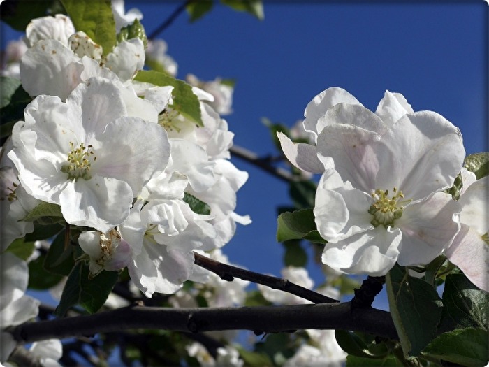 Apfelblüten