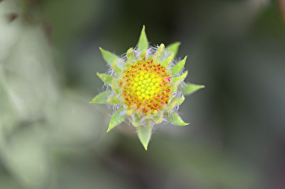 Young Cockade Flower Blossom