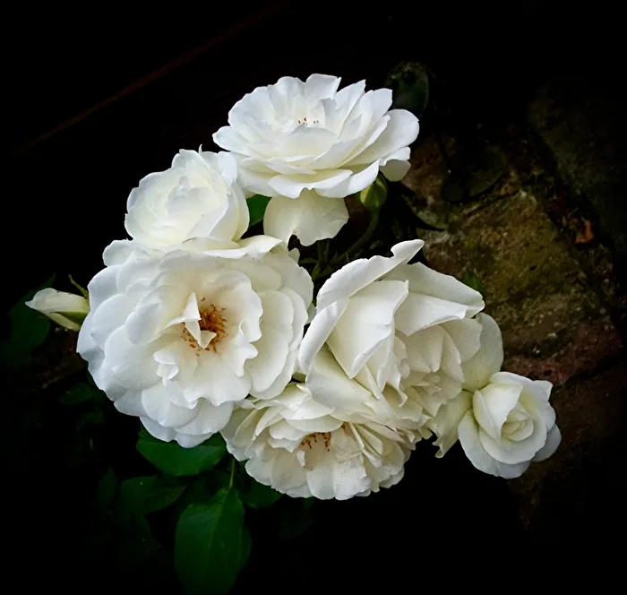 Rose n