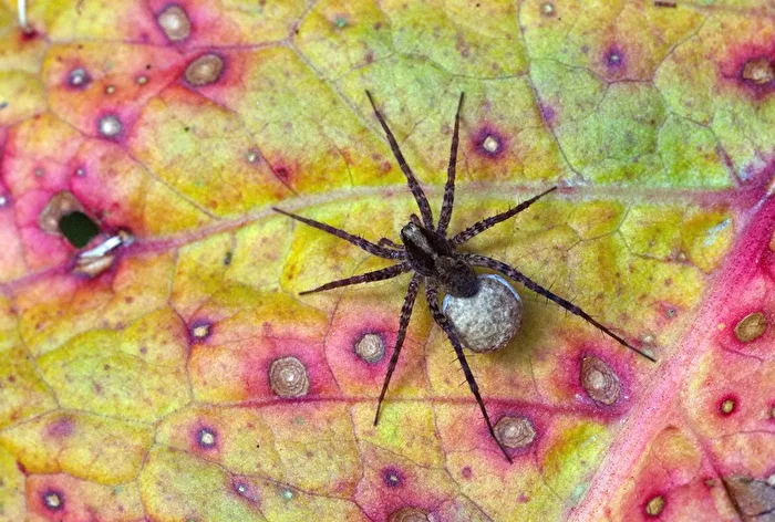 Araña lobo con capullo
