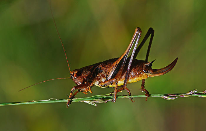 Gewöhnliche-Strauchschrecke