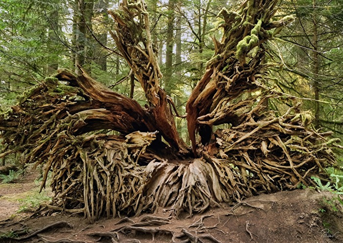 Verwurzelt  Gefallener Baumriese