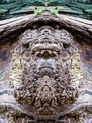 Wucherung an einem Baumstamm (gespiegelt)