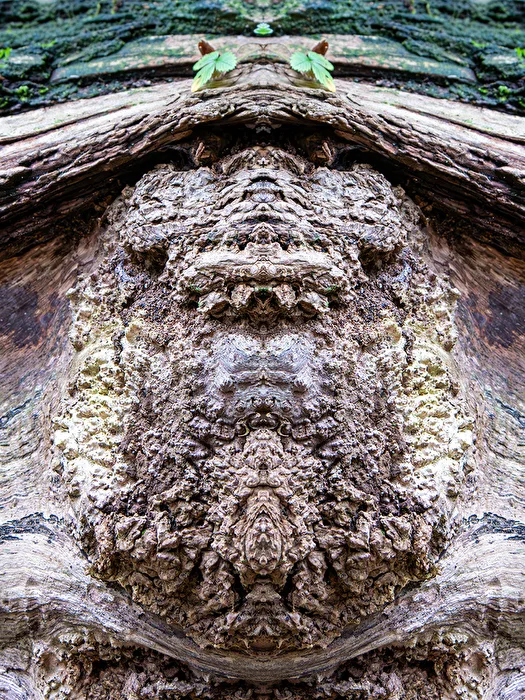 Wucherung an einem Baumstamm (gespiegelt)
