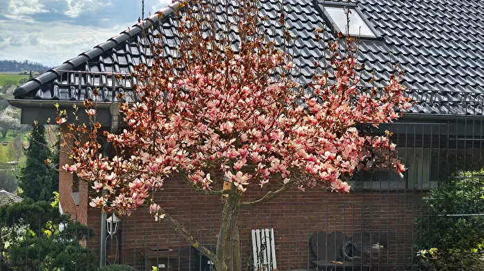 Tulpenbaum