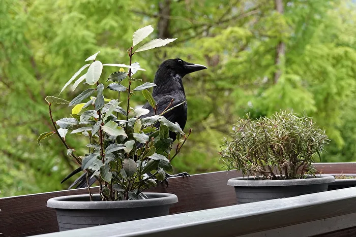 Visit on the Balcony