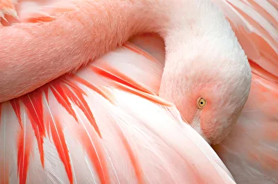 Flamingo close up