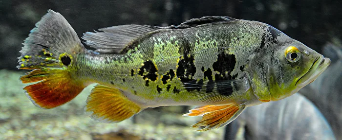 Fisch