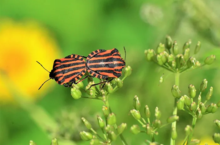 In airy heights