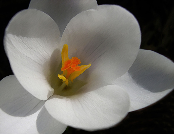 Der weiße Krokus
