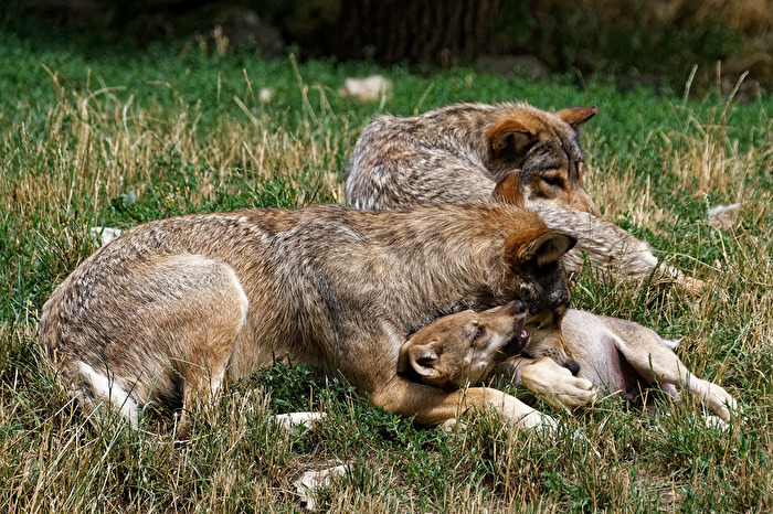 Timberwölfe mit jung Tier