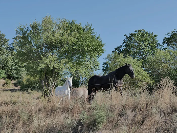 Horses
