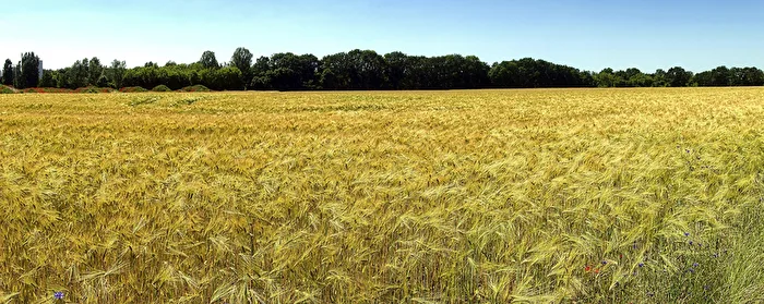 Winter barley in the ripening process