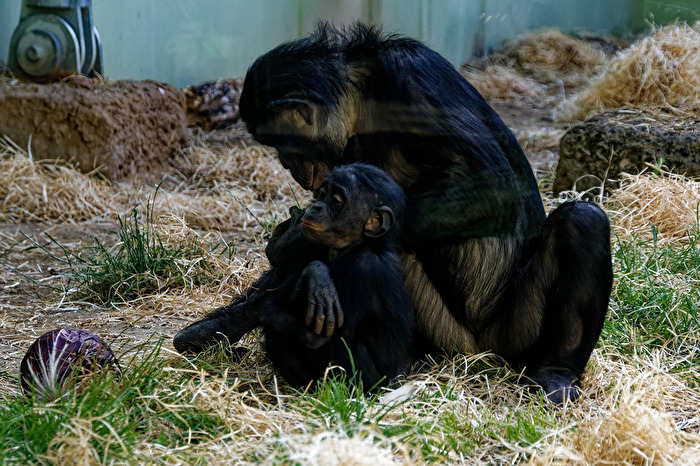 Bonobo