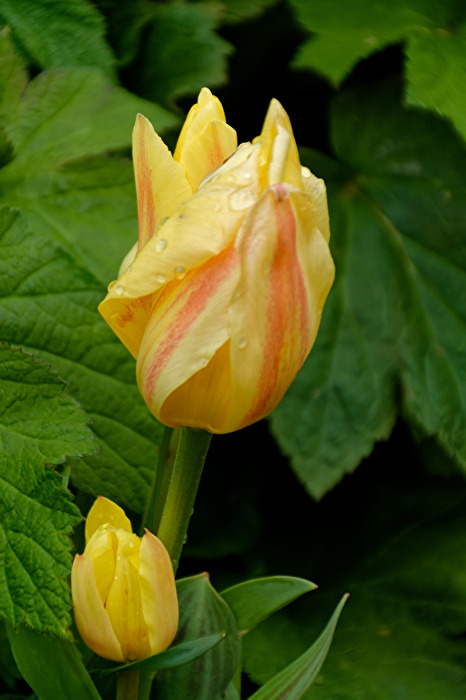 Tulpen