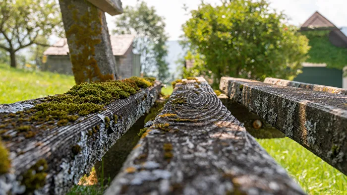 The old bench