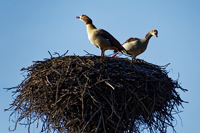 Gänse