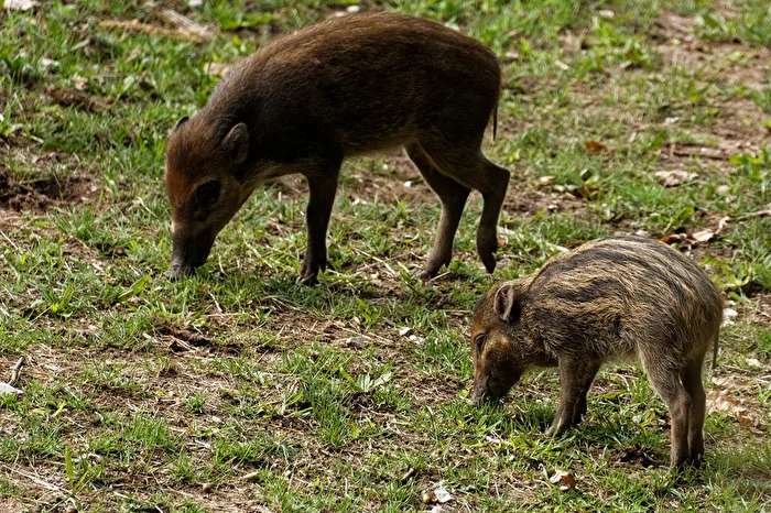 Visayas _ Pustelschweine