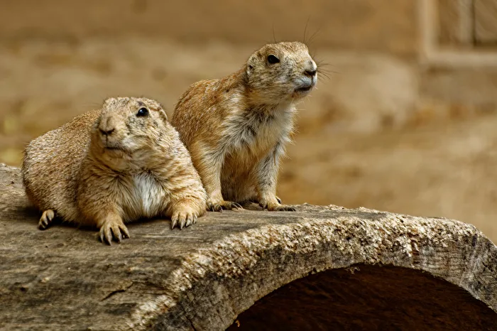 Prairie Dogs