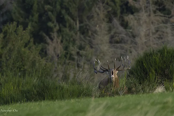 Le cerf dominant