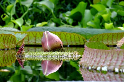 Spiegelung der Seerose