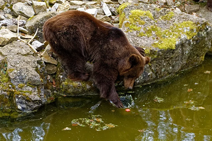 Brown Bear