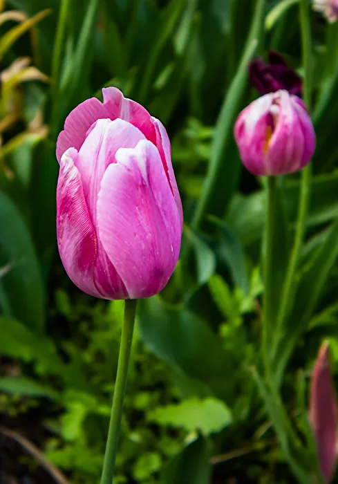 Tulpe