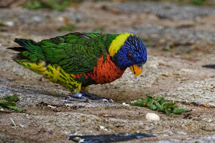 Parrot