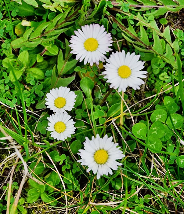 Gänseblümchen