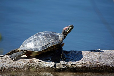 Schildkröten