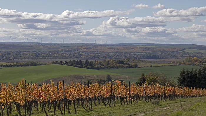 In den Weinbergen von Höhnstedt
