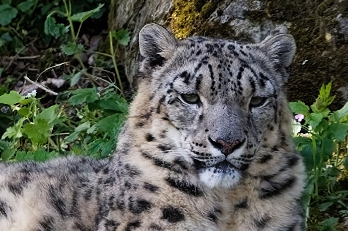 Schneeleopard