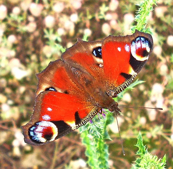 Peacock Butterfly