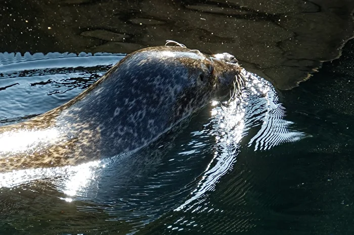 Seals