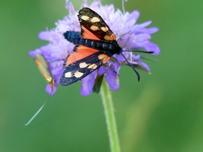 Schmetterling III
