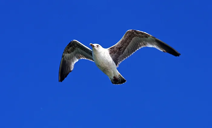 Möwe