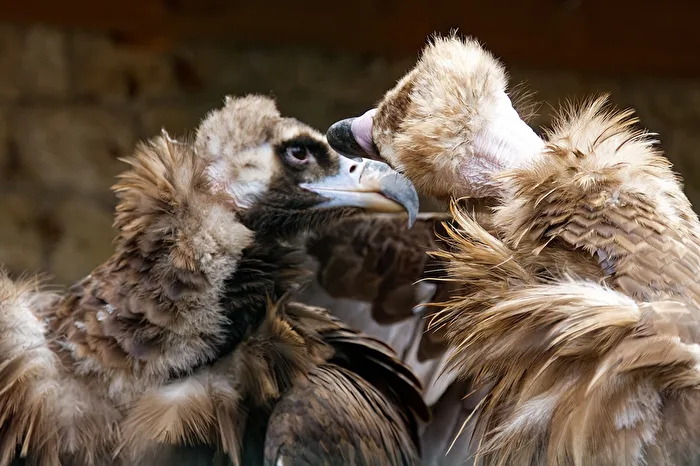 Monk Vulture