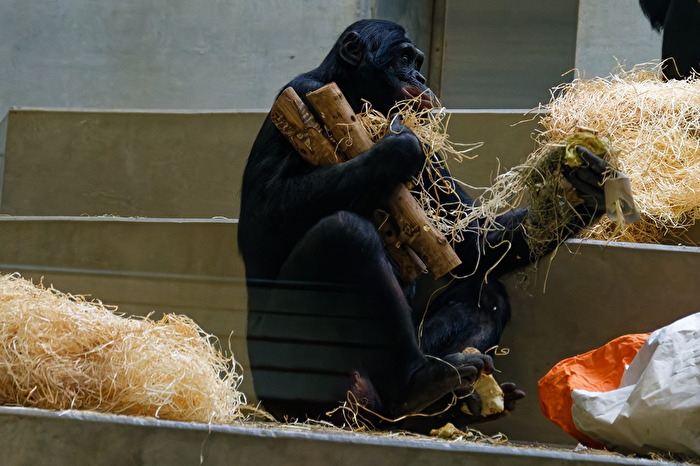 Bonobo