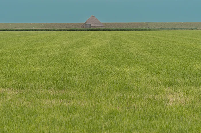 Texel