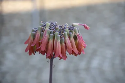 Bryophyllum