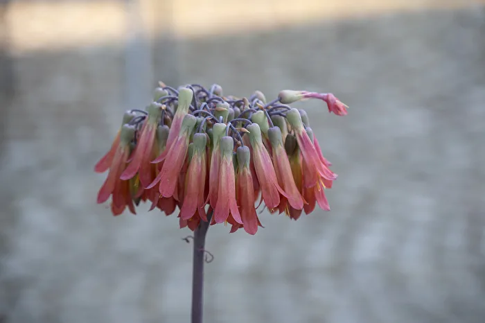 Bryophyllum