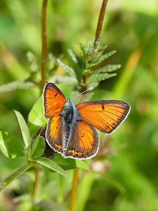 Schmetterling V