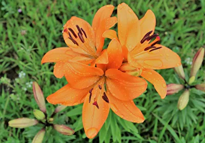 Lilien