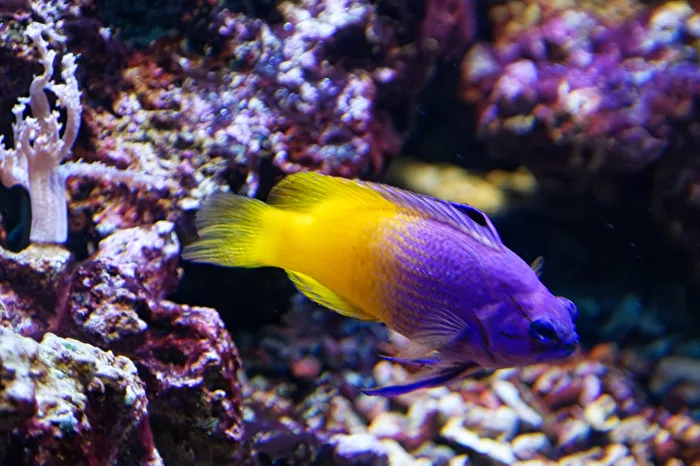 Meerwasserfisch