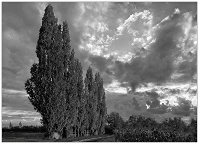 Pappeln im Herbst
