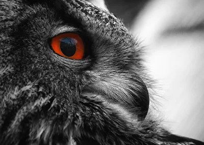 Schau mir ins Auge