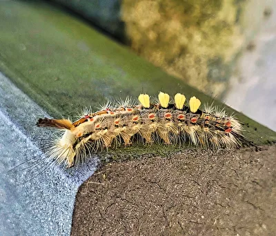 Schlehenbürstenspinner