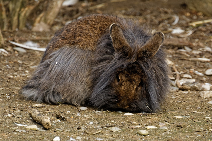 Kaninchen