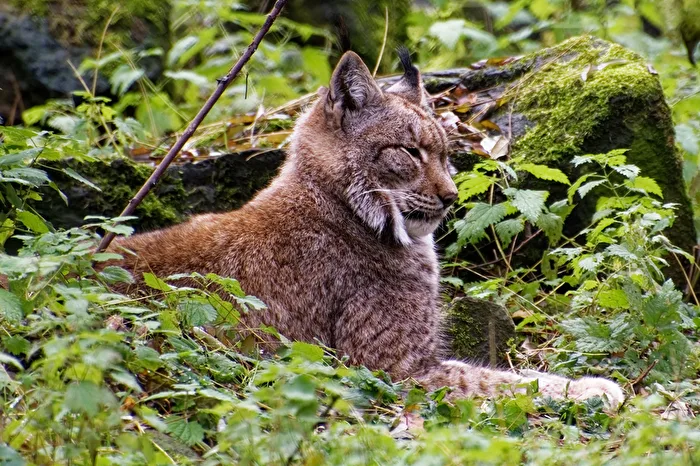Lynx