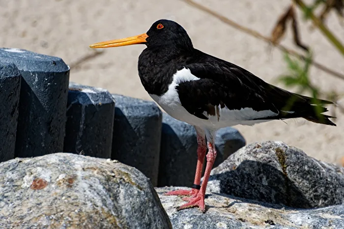 Oystercatcher